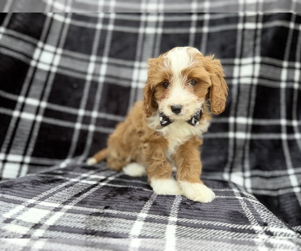 Medium Photo #5 Cavapoo (Miniature) Puppy For Sale in LAKELAND, FL, USA