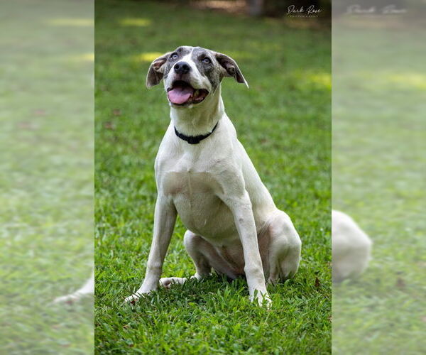 Medium Photo #3 American Bulldog-Whippet Mix Puppy For Sale in Milner, GA, USA