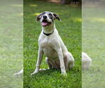 Small #2 American Bulldog-Whippet Mix