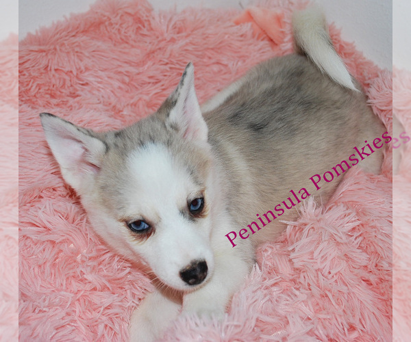 Medium Photo #3 Pomsky Puppy For Sale in SEQUIM, WA, USA