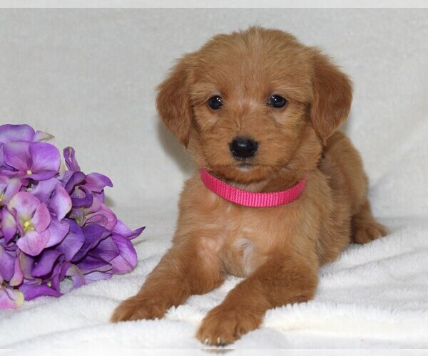 Medium Photo #1 Labradoodle Puppy For Sale in COSHOCTON, OH, USA