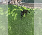 Small Photo #10 Labrador Retriever-Unknown Mix Puppy For Sale in Woodland Hills, CA, USA