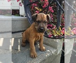 Small Photo #8 Irish Terrier Puppy For Sale in WATERLOO, NY, USA