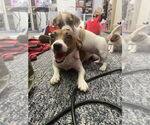 Small #2 Jack Russell Terrier