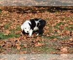 Small Photo #14 Old English Sheepdog Puppy For Sale in MARIONVILLE, MO, USA
