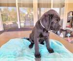Small Photo #5 Labrador Retriever Puppy For Sale in MURRIETA, CA, USA