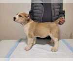 Small Photo #15 Central Asian Shepherd Dog Puppy For Sale in Winnipeg, Manitoba, Canada