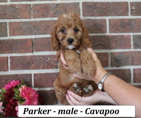 Medium Photo #2 Cavapoo (Miniature) Puppy For Sale in CLARKRANGE, TN, USA