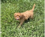 Small #7 Cavalier King Charles Spaniel