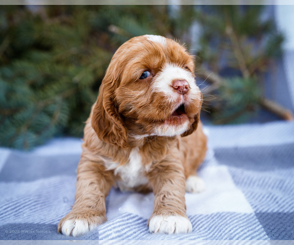 Medium Photo #8 Cocker Spaniel Puppy For Sale in WAKARUSA, IN, USA