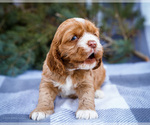 Small #7 Cocker Spaniel