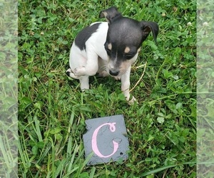 Rat Terrier Puppy for sale in NEW FREEDOM, PA, USA