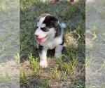 Small Photo #5 Siberian Husky Puppy For Sale in BROOKSVILLE, FL, USA