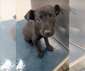 Bulldog-Unknown Mix Dogs for adoption in Mobile, AL, USA