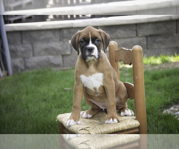 Medium Photo #6 Boxer Puppy For Sale in SHIPSHEWANA, IN, USA