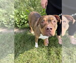 Small #13 American Staffordshire Terrier Mix
