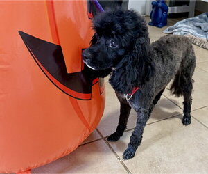 Zeke Mini Poodle - Male Poodle (Miniature) Dog for Adoption - Photo #2