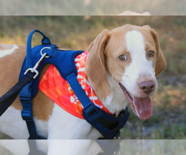 Medium Photo #1 American Foxhound Puppy For Sale in Tampa, FL, USA