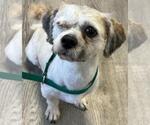 Small #5 Shih Tzu Mix