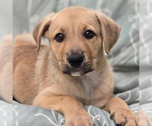 Labrador Retriever-Unknown Mix Dogs for adoption in San Diego, CA, USA