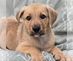 Small Labrador Retriever Mix