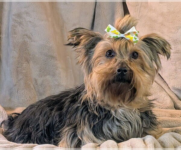 Medium Photo #2 Mutt Puppy For Sale in Bon Carbo, CO, USA