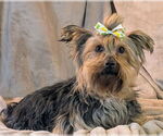 Small #1 Mutt