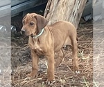 Small Photo #5 Rhodesian Ridgeback Puppy For Sale in KIRBYVILLE, TX, USA