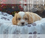 Small #1 Cavapoo