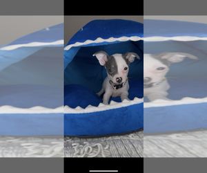 Chihuahua Puppy for sale in CHARLOTTE, NC, USA