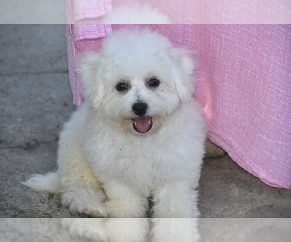 Medium Photo #3 Bichon Frise Puppy For Sale in ELDORADO, OH, USA