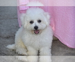 Small #2 Bichon Frise