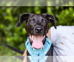 Small #1 Labrador Retriever Mix
