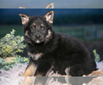 Puppy Ruby German Shepherd Dog