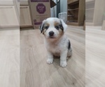 Small Photo #32 Australian Shepherd Puppy For Sale in TUSCUMBIA, AL, USA