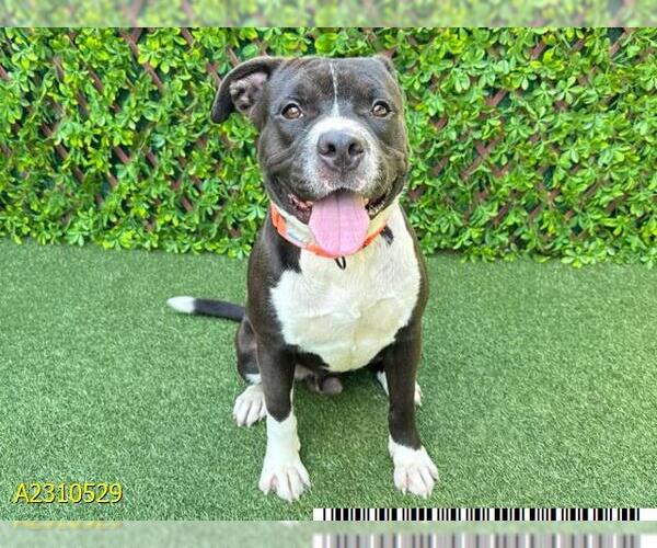 Medium Photo #2 American Pit Bull Terrier Puppy For Sale in West Palm Beach, FL, USA