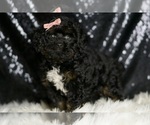 Puppy Gucci Goldendoodle (Miniature)