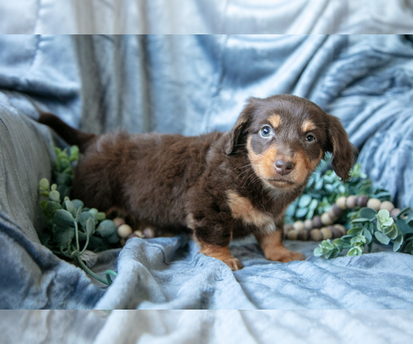 Medium Photo #2 Dachshund-Siberian Husky Mix Puppy For Sale in ELIZABETHTOWN, PA, USA