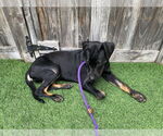 Small #2 Labrador Retriever