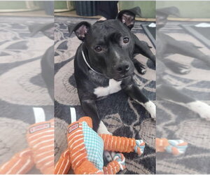 Mutt Dogs for adoption in St. Augustine, FL, USA