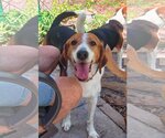 Small Photo #2 Beagle-Border Collie Mix Puppy For Sale in Valrico, FL, USA