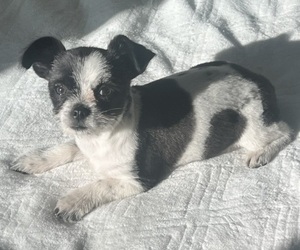 Chi-Poo (Miniature) Puppy for sale in JACKSONVILLE, FL, USA