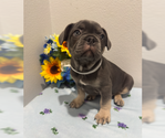 Small #7 French Bulldog
