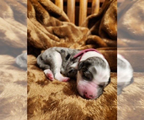 Medium Photo #29 Sheepadoodle Puppy For Sale in LEHI, UT, USA