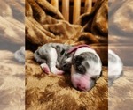 Small Photo #29 Sheepadoodle Puppy For Sale in LEHI, UT, USA