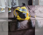 Small Photo #2 American Pit Bull Terrier-Unknown Mix Puppy For Sale in Germantown, OH, USA