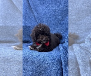 Cavapoo Puppy for sale in JEFFERSONVILLE, IN, USA