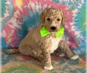 Goldendoodle Puppy for sale in LANCASTER, PA, USA