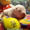 Small Photo #153 Dogo Argentino Puppy For Sale in JANE, MO, USA
