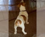 Small #1 Russell Terrier